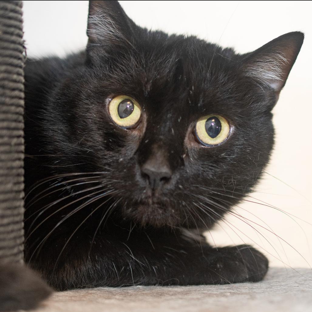 Dude, a Adoptable Domestic Short Hair in Indiana, PA image 3/3