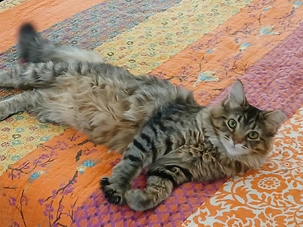 Enlarge Cheyenne, a Adopted Domestic Long Hair in Selah, WA image 1/4