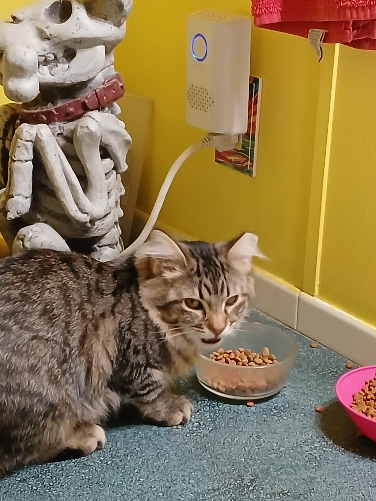 Enlarge Cheyenne, a Adopted Domestic Long Hair in Selah, WA image 4/4