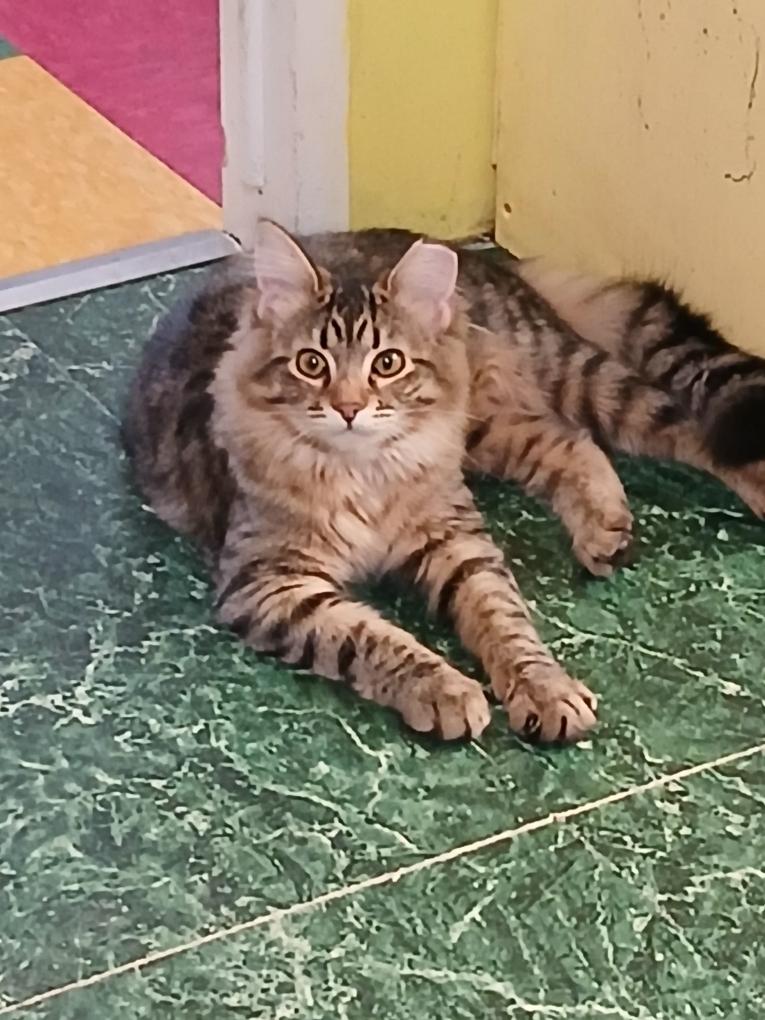 Cheyenne, Adopted, Kitten Female Domestic Long Hair.