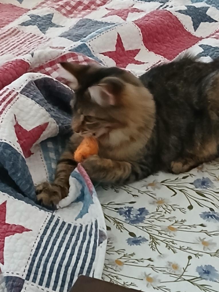 Enlarge Cheyenne, a Adopted Domestic Long Hair in Selah, WA image 3/4