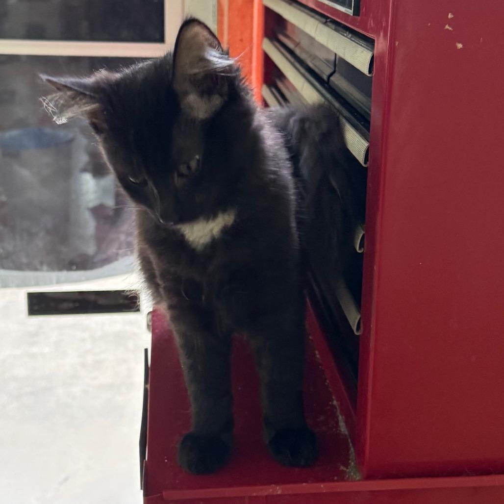 Enlarge Sally McCracken, a Adoptable Domestic Medium Hair in Merrifield, VA image 1/1