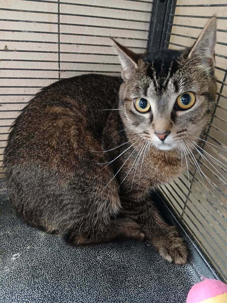 Kelly, Adoptable, Adult Female Domestic Short Hair.