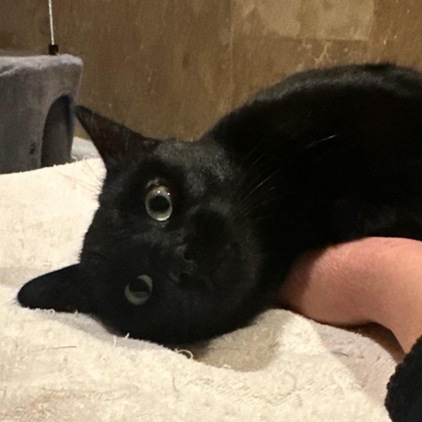 Enlarge Mr P, a ADOPTABLE American Shorthair in North Hollywood, CA image 2/6