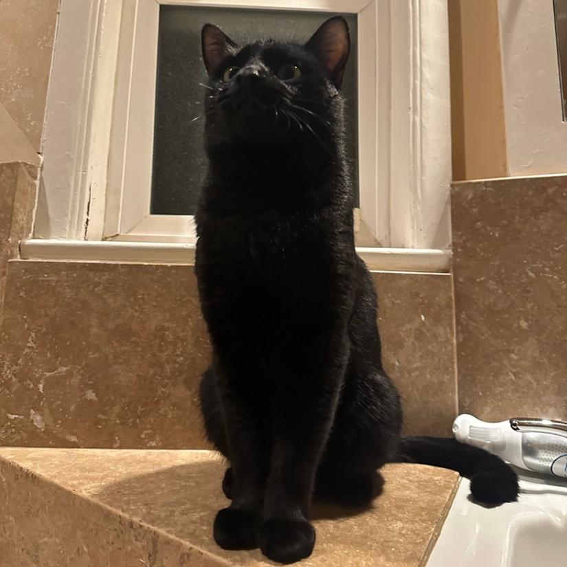 Enlarge Mr P, a ADOPTABLE American Shorthair in North Hollywood, CA image 5/6