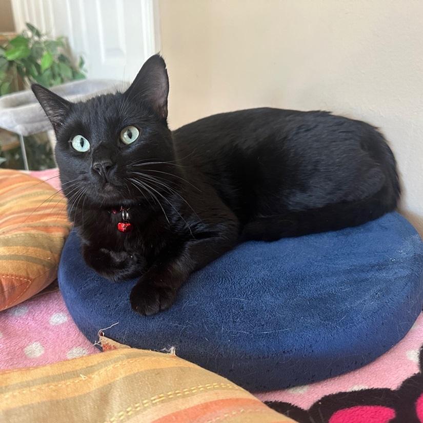 Enlarge Mr P, a ADOPTABLE American Shorthair in North Hollywood, CA image 1/6