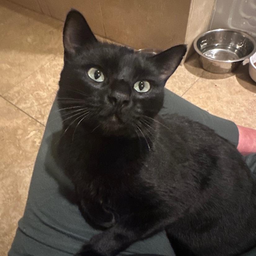 Enlarge Mr P, a ADOPTABLE American Shorthair in North Hollywood, CA image 3/6