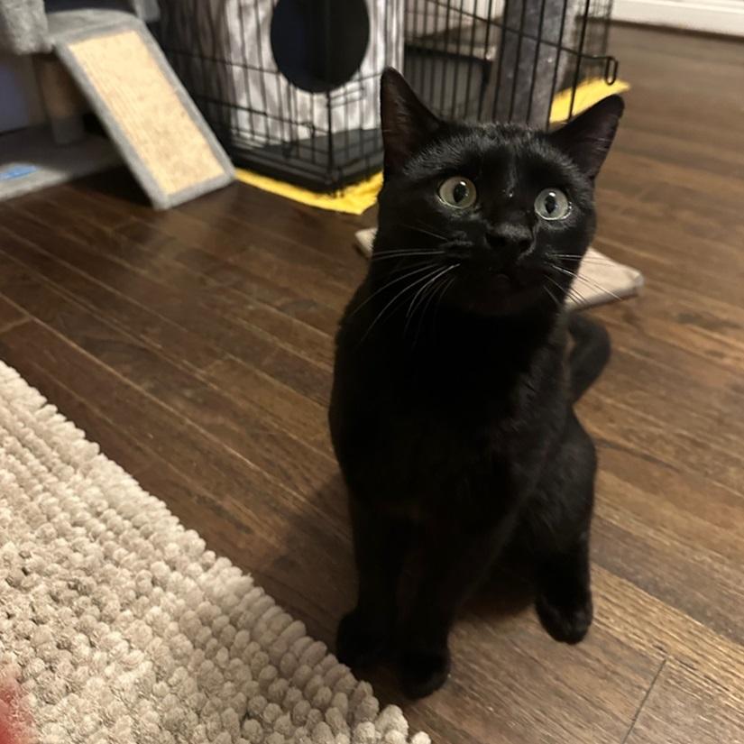 Enlarge Mr P, a ADOPTABLE American Shorthair in North Hollywood, CA image 4/6