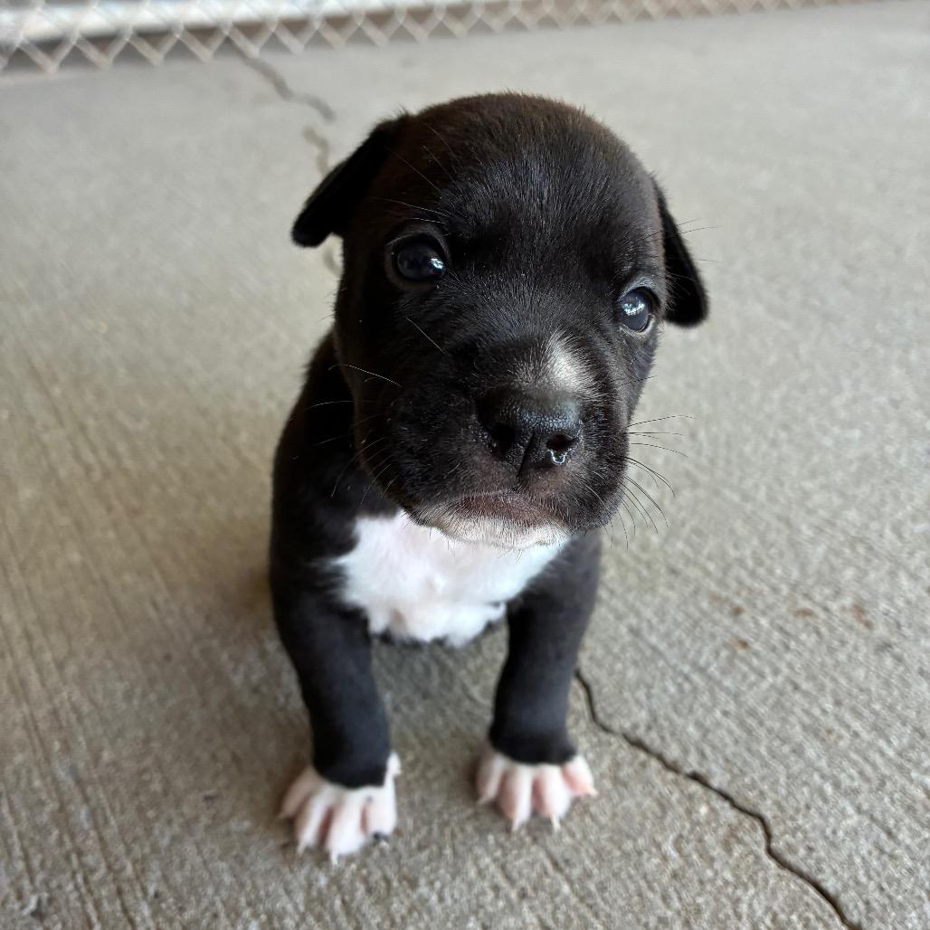Pepper Jack, Adoptable, Puppy Male Mixed Breed.
