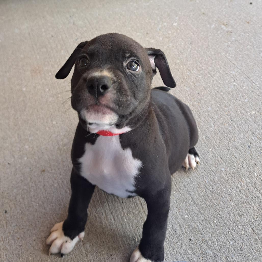 Pepper Jack, a Adoptable Mixed Breed in Pensacola, FL image 2/3