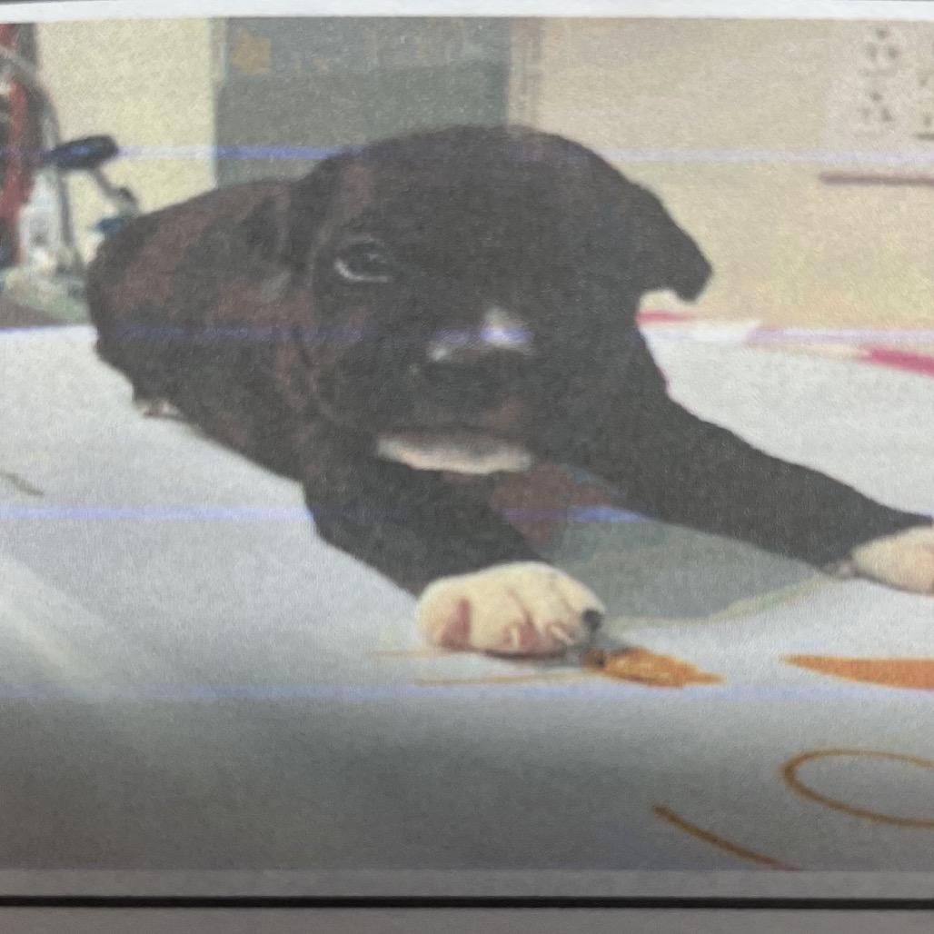 Pepper Jack, a Adoptable Mixed Breed in Pensacola, FL image 3/3