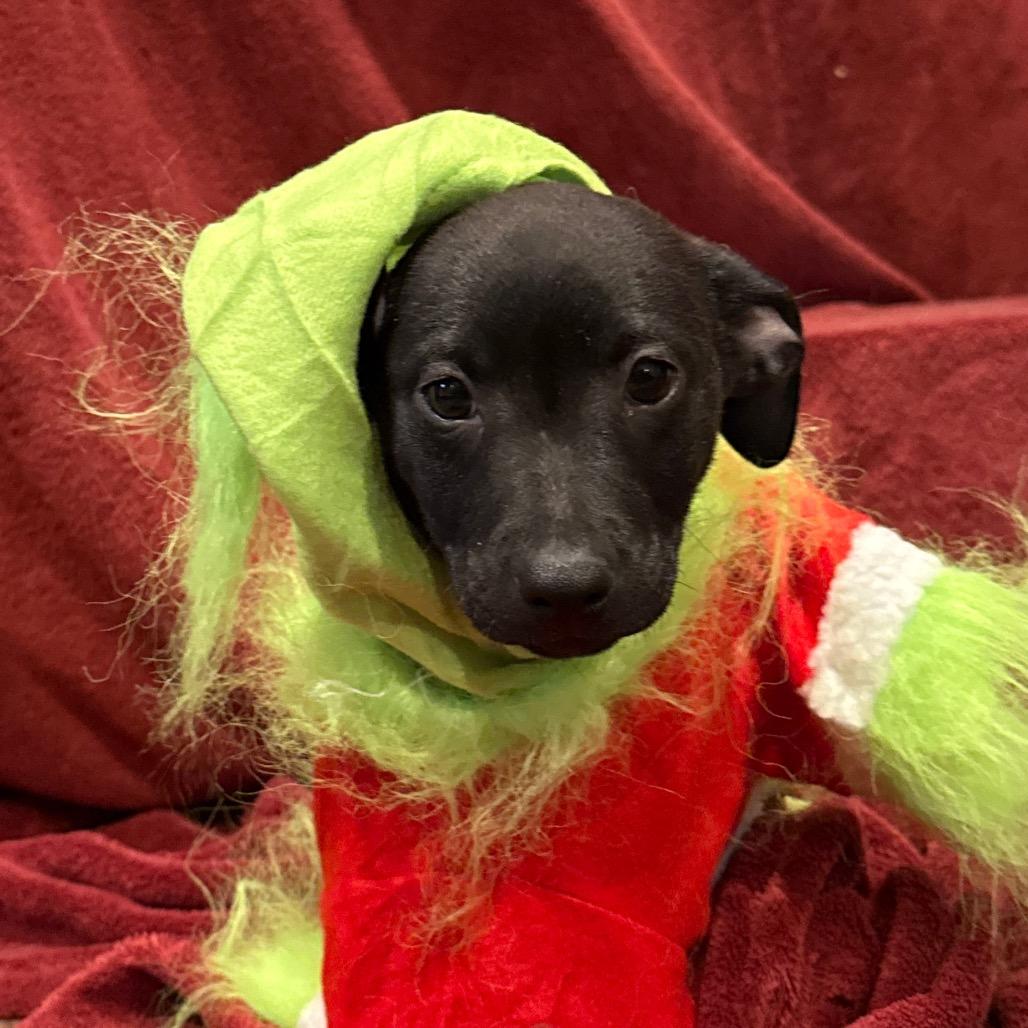 Enlarge Clarence (LimeGreen Collar), a Adoptable mixed breed in Rockville, MD image 1/1