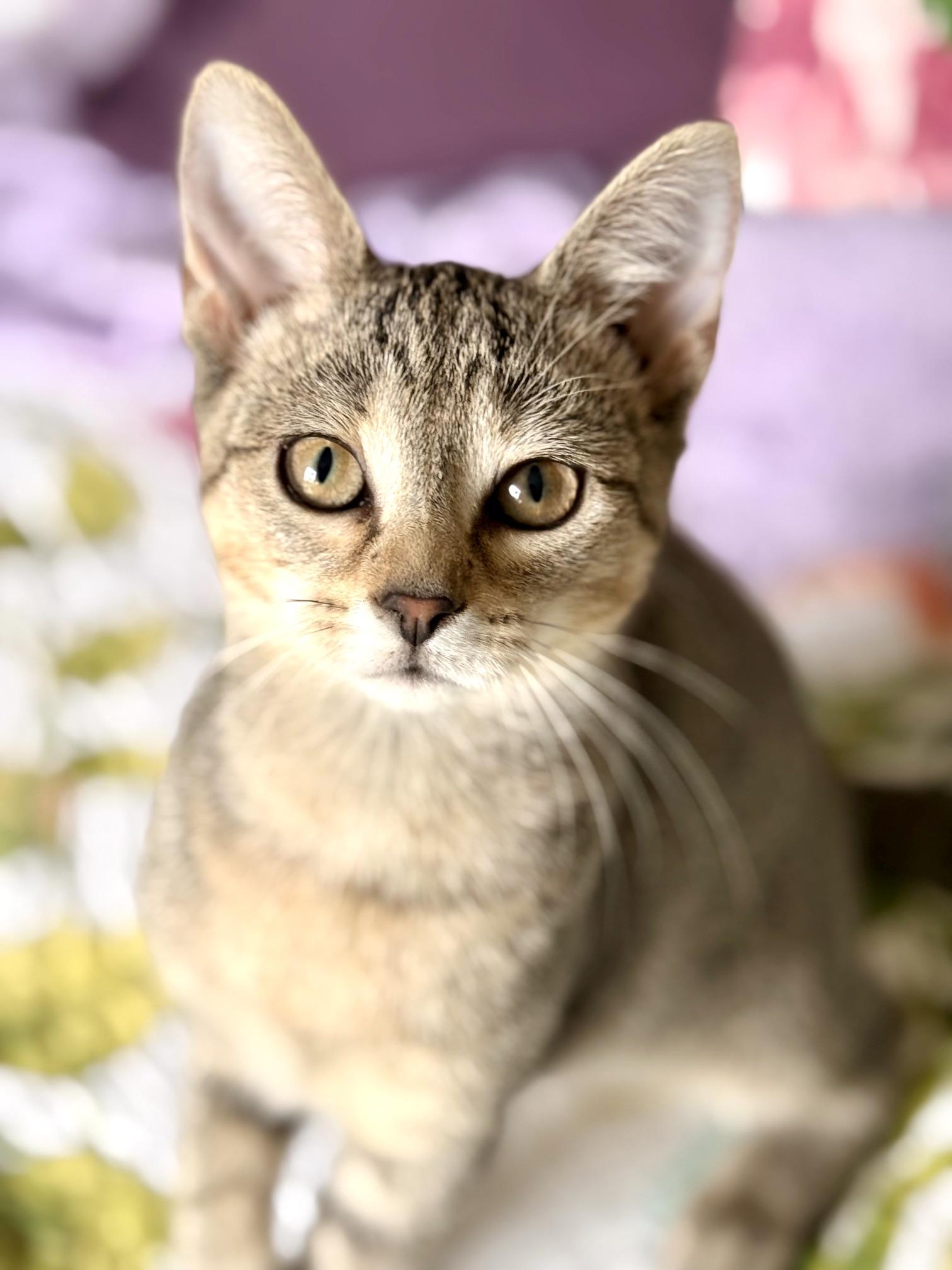 Enlarge Yankee, an adopted Tabby in Racine, WI image 2/4