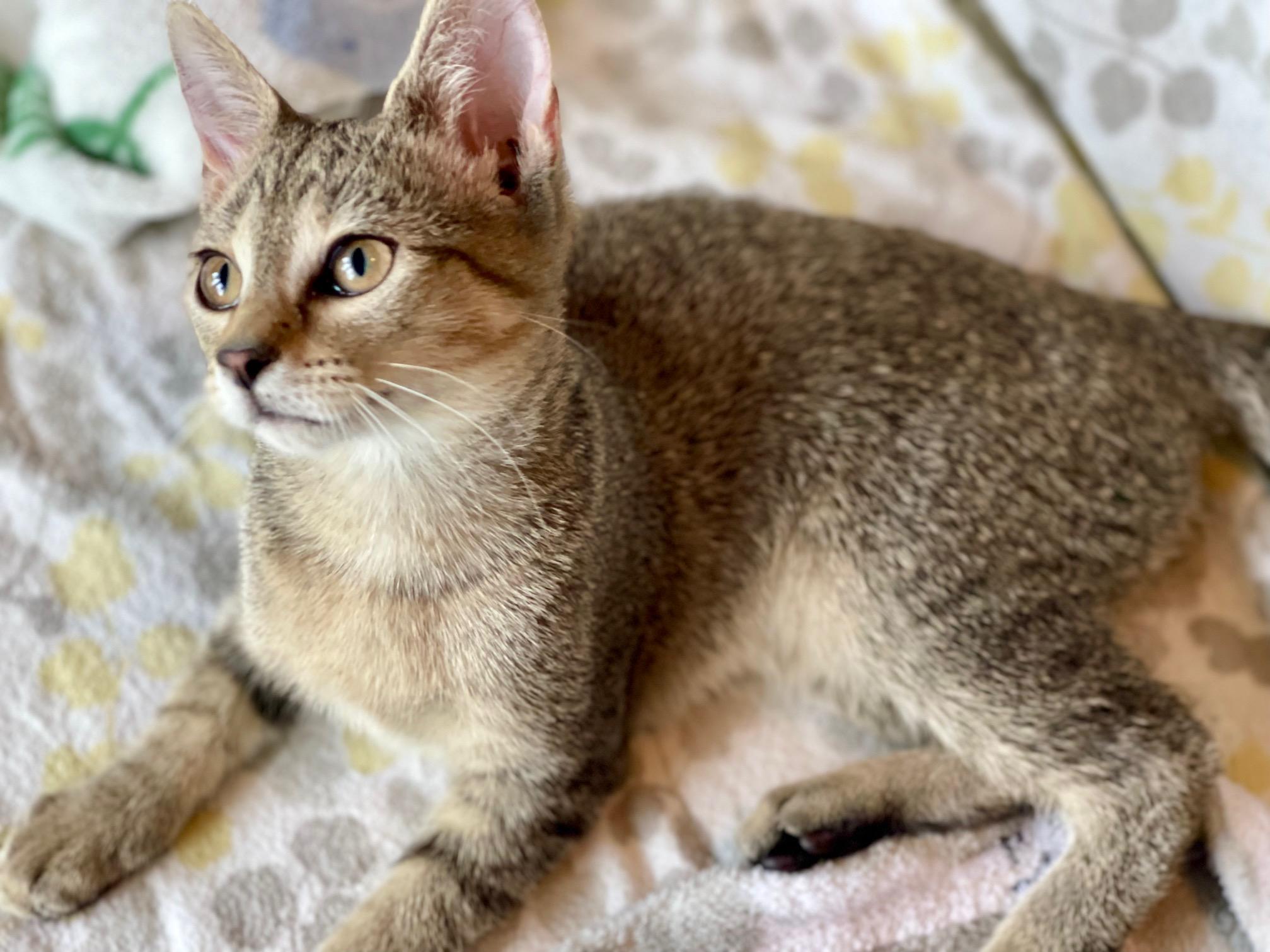 Enlarge Yankee, an adopted Tabby in Racine, WI image 4/4