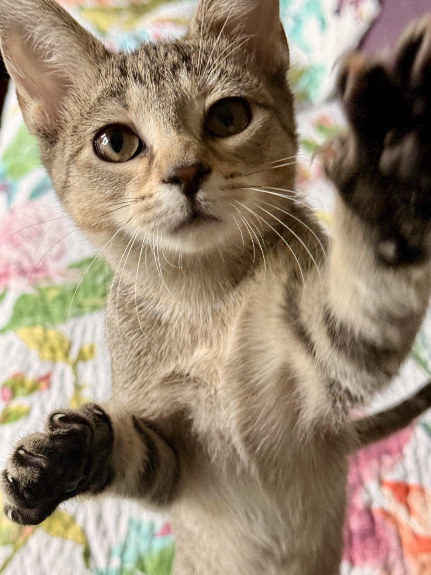 Yankee, adopted, Kitten Female Tabby.