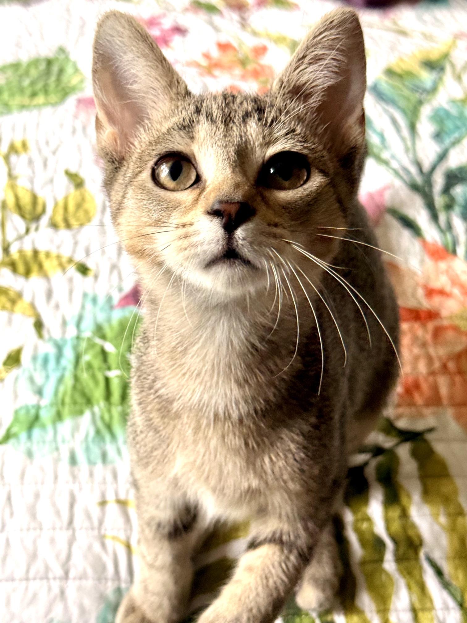 Enlarge Yankee, an adopted Tabby in Racine, WI image 3/4