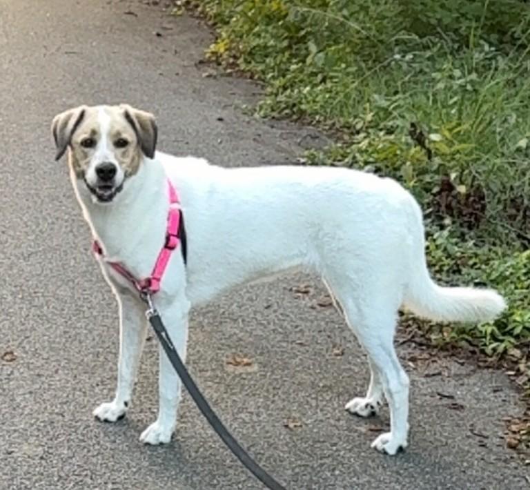 Enlarge Indie, a Adoptable mixed breed in Falls Church, VA image 1/3