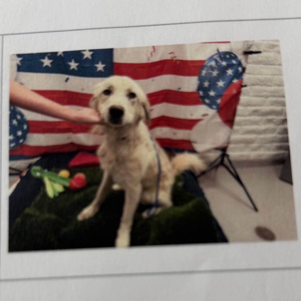 Willow, Adoptable, Young Female Great Pyrenees.