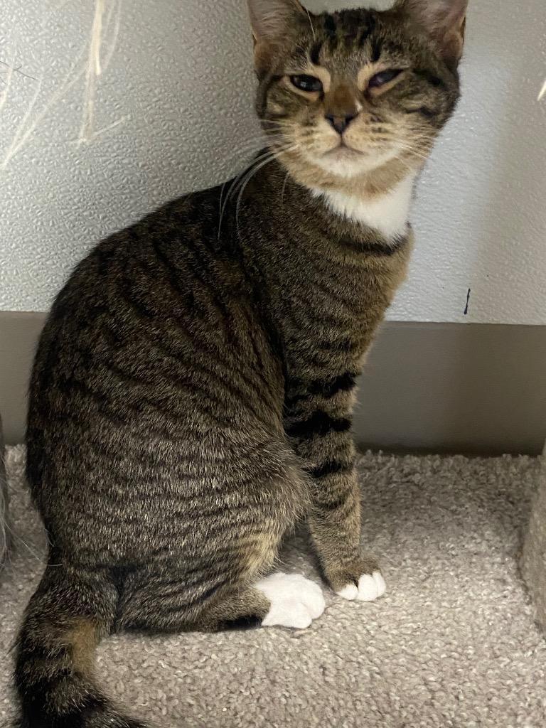 Enlarge Sandy, a Adoptable mixed breed in Batesville, AR image 1/1