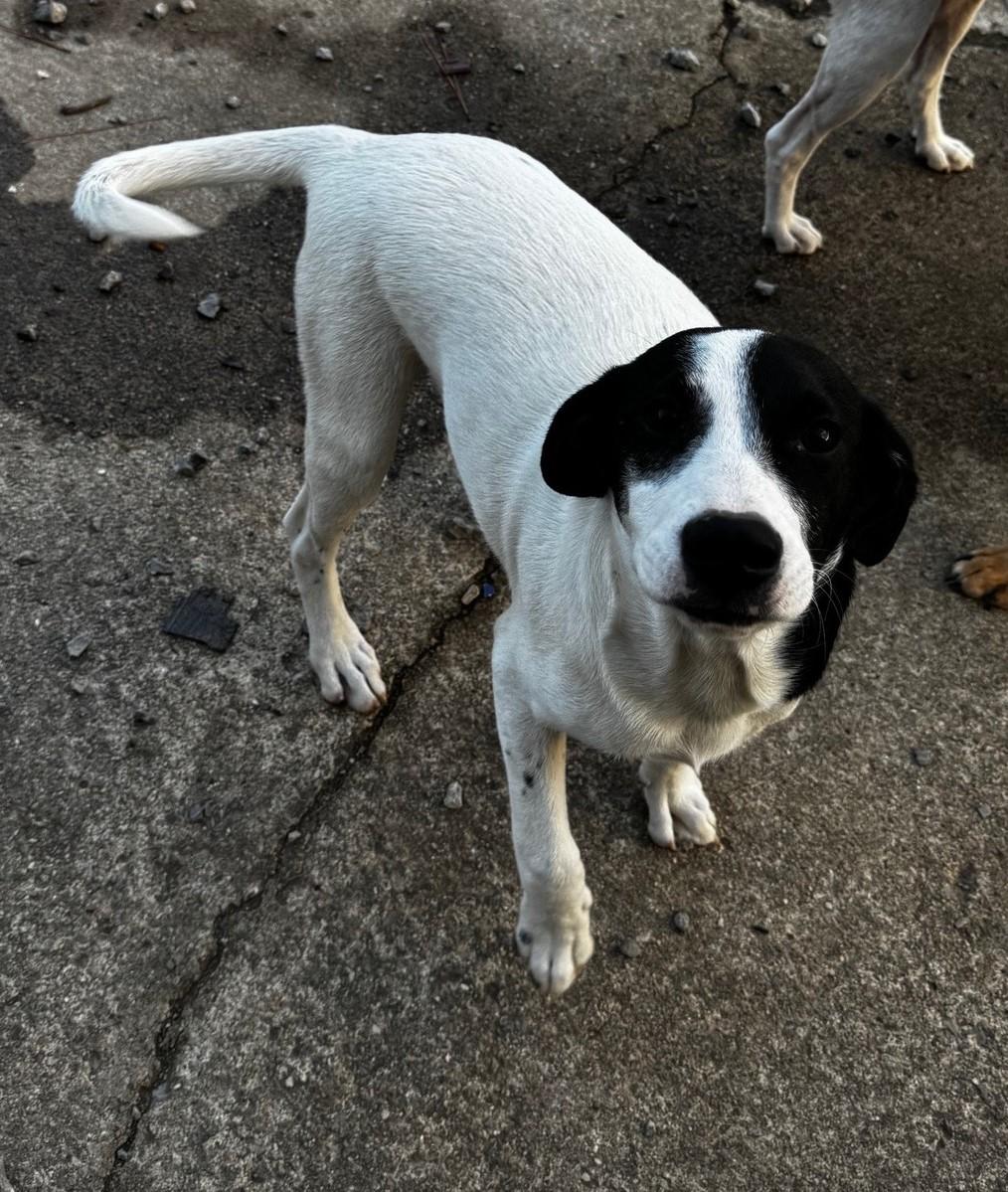 Finnegan, Adopted, Young Male Jack Russell Terrier & Beagle.