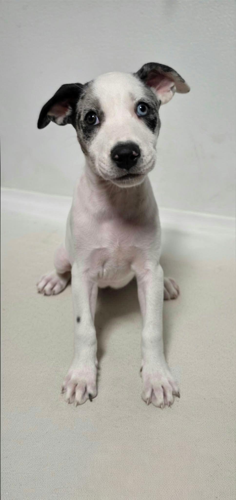 Enlarge Sweet Pea, a Adoptable Mixed Breed in Argyle, NY image 2/2