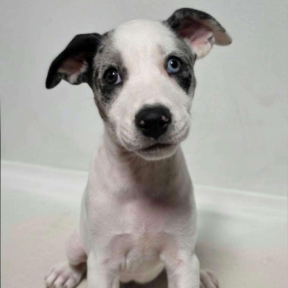 Enlarge Sweet Pea, a Adoptable Mixed Breed in Argyle, NY image 1/2