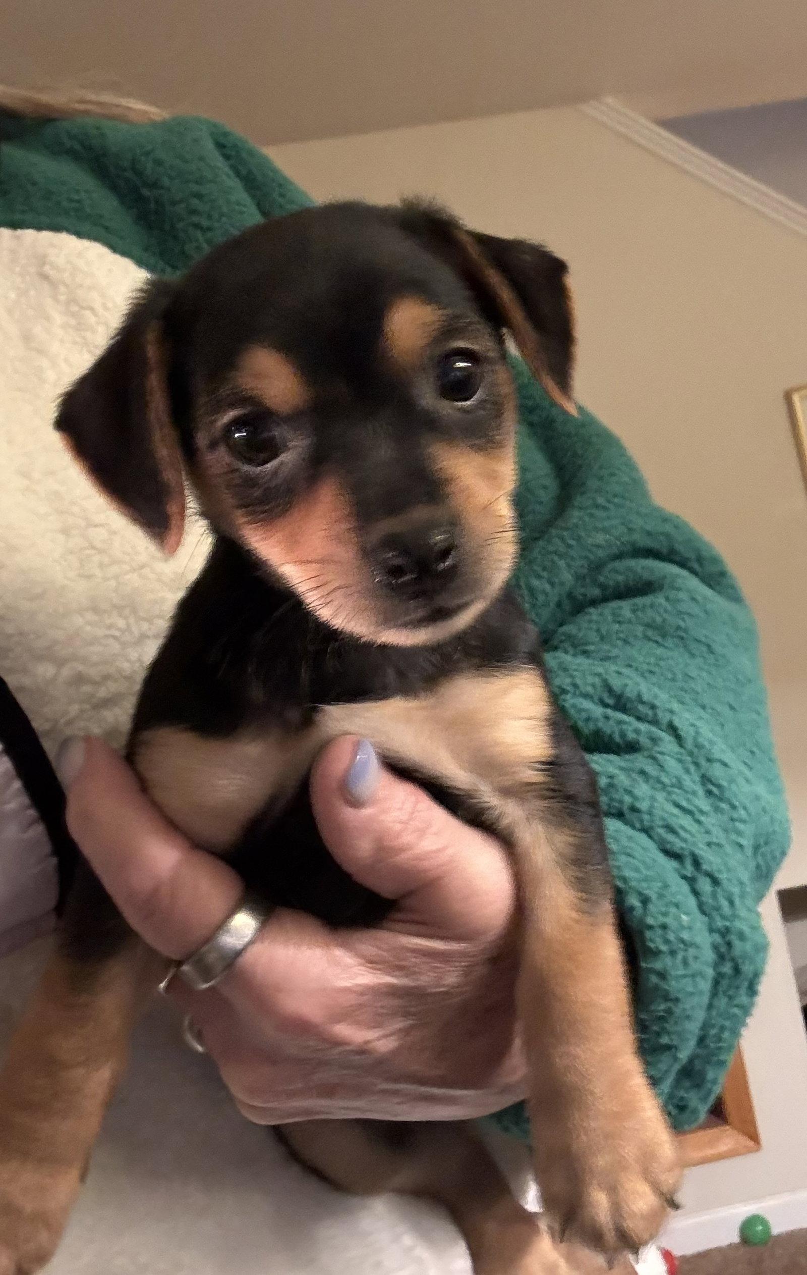 Enlarge Alvin, an adopted mixed breed in Pottstown, PA image 1/2