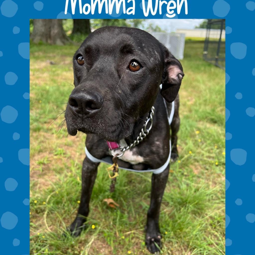 Wren/Bella, a Adoptable mixed breed in Hackett, AR image 1/5