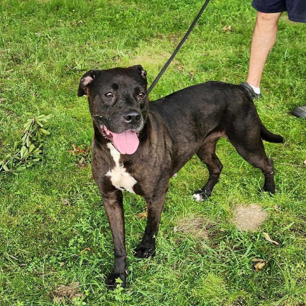 Wren/Bella, a Adoptable mixed breed in Hackett, AR image 2/5