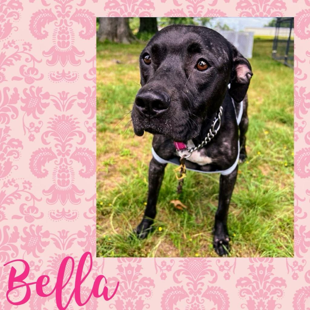 Wren/Bella, a Adoptable mixed breed in Hackett, AR image 4/5