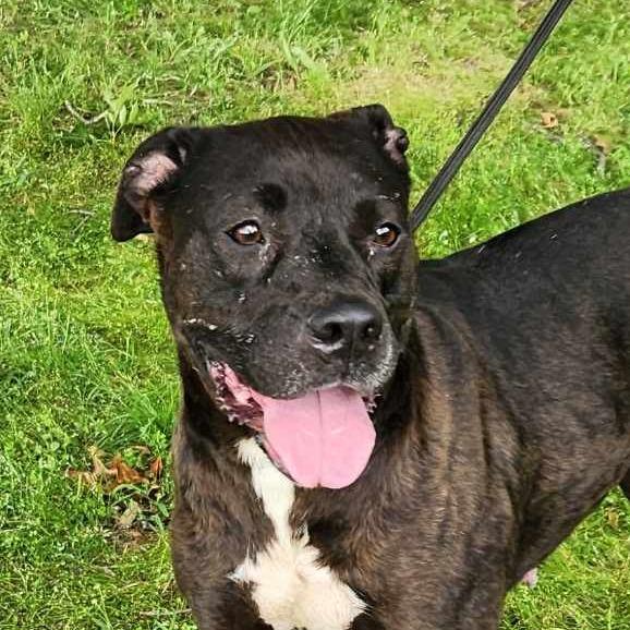 Wren/Bella, a Adoptable mixed breed in Hackett, AR image 5/5