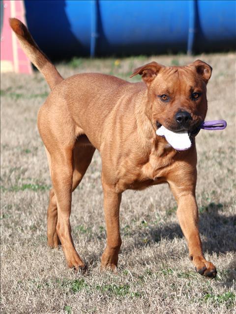 Enlarge JACE, a Adoptable Pit Bull Terrier in Appling, GA image 1/1