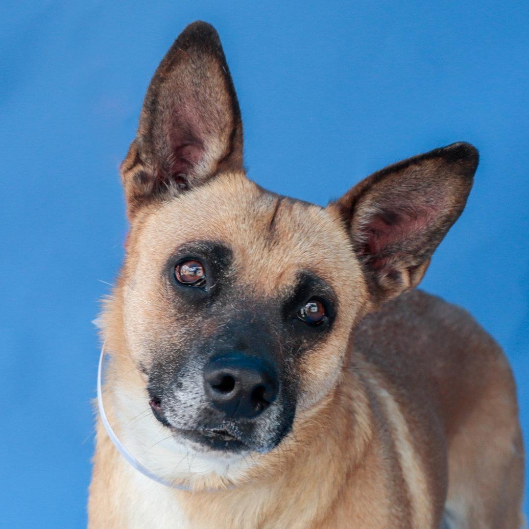 MANGO, a Adoptable German Shepherd Dog in Pasadena, CA image 2/2