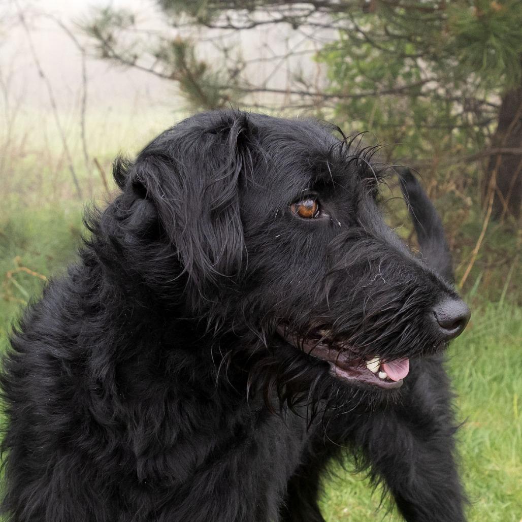 Josie, Adoptable, Adult Female Labrador Retriever & Poodle.