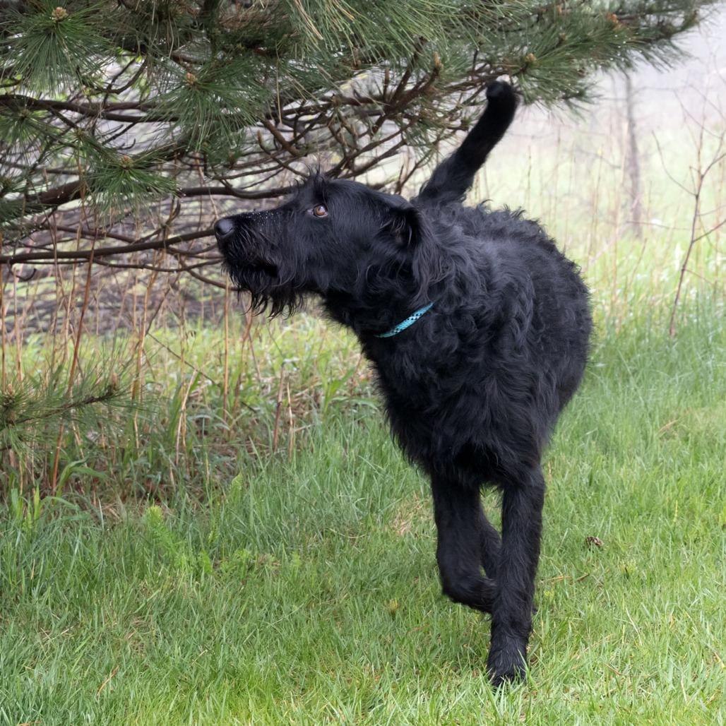 Enlarge Josie, a Adoptable mixed breed in Erie, PA image 2/6