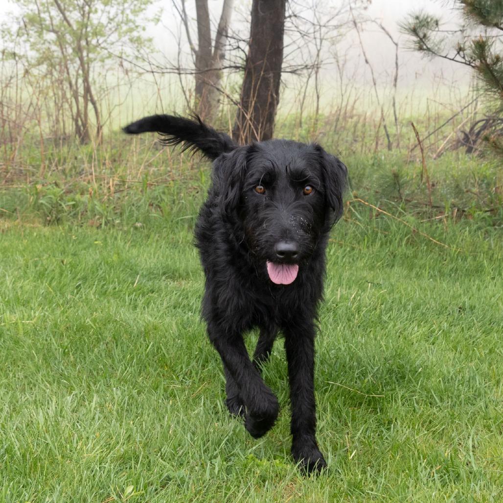 Enlarge Josie, a Adoptable mixed breed in Erie, PA image 3/6