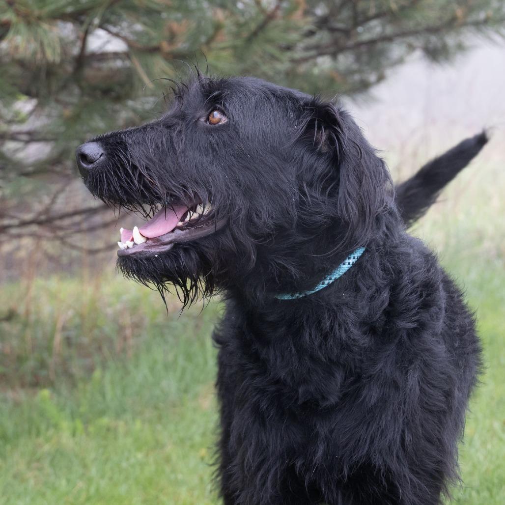 Enlarge Josie, a Adoptable mixed breed in Erie, PA image 4/6