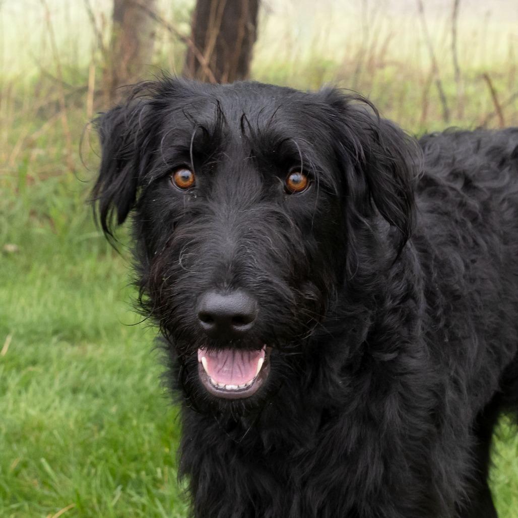 Enlarge Josie, a Adoptable mixed breed in Erie, PA image 5/6