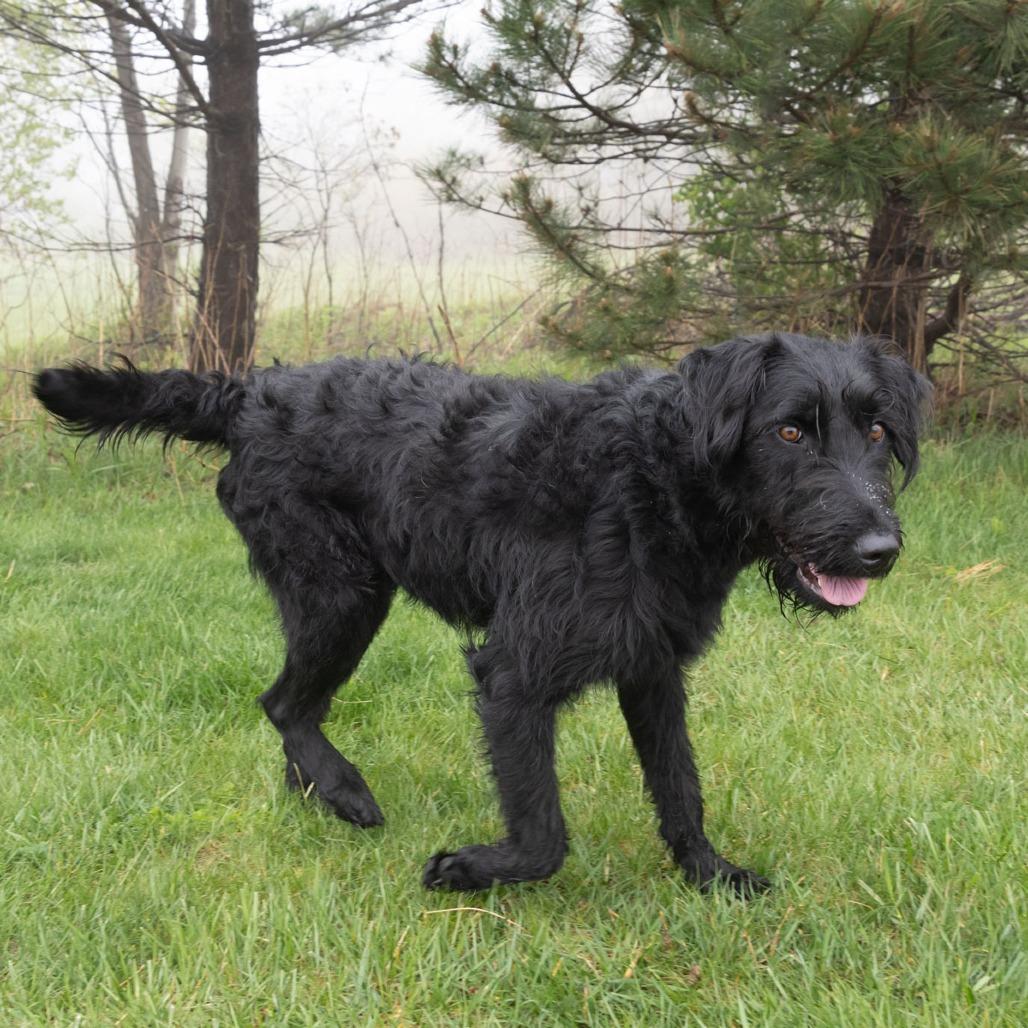 Enlarge Josie, a Adoptable mixed breed in Erie, PA image 6/6