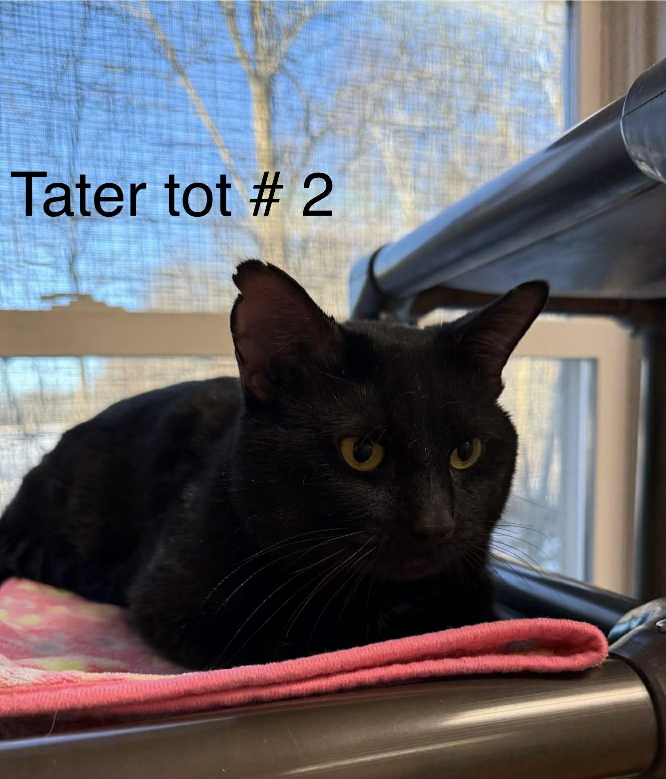 Tater Tot #2, ADOPTABLE, Adult Male Domestic Short Hair.