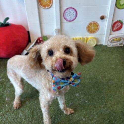 Enlarge Shai Gilgeous Alexander, a Adoptable mixed breed in Broken Arrow, OK image 1/6