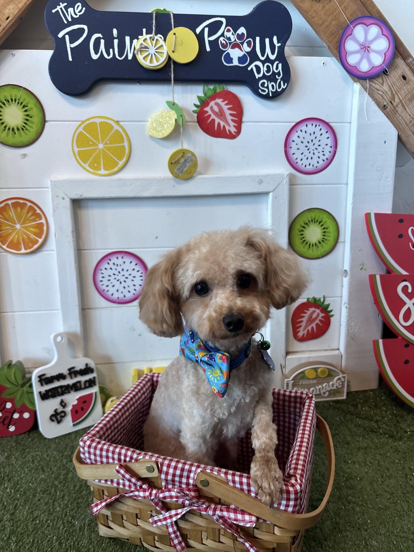 Enlarge Shai Gilgeous Alexander, a Adoptable mixed breed in Broken Arrow, OK image 2/6
