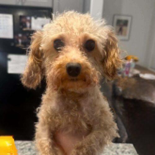 Enlarge Shai Gilgeous Alexander, a Adoptable mixed breed in Broken Arrow, OK image 3/6