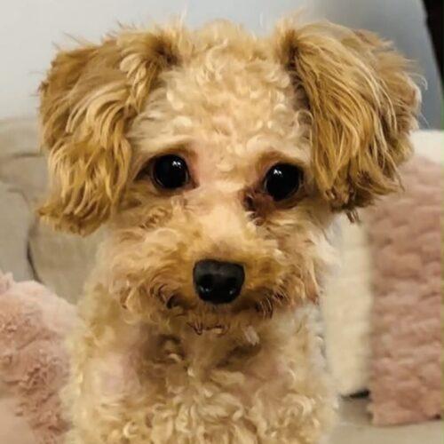 Enlarge Shai Gilgeous Alexander, a Adoptable mixed breed in Broken Arrow, OK image 4/6