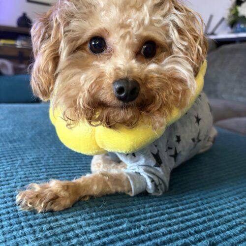 Enlarge Shai Gilgeous Alexander, a Adoptable mixed breed in Broken Arrow, OK image 5/6