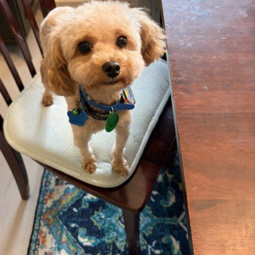 Enlarge Shai Gilgeous Alexander, a Adoptable mixed breed in Broken Arrow, OK image 6/6
