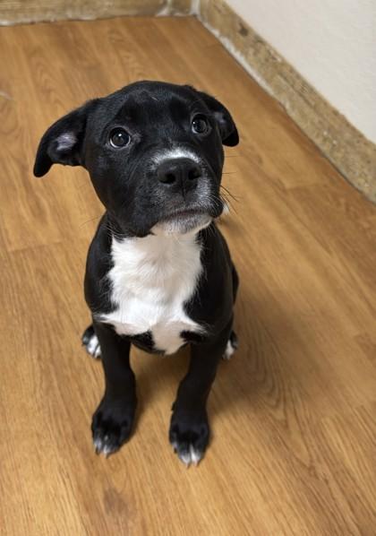 Timmy 50998, ADOPTABLE, Puppy Male Mixed Breed.