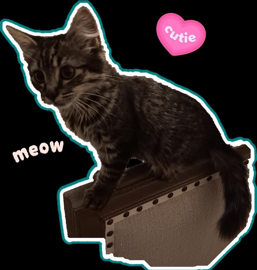 Everly, Adoptable, Kitten Female Tabby.