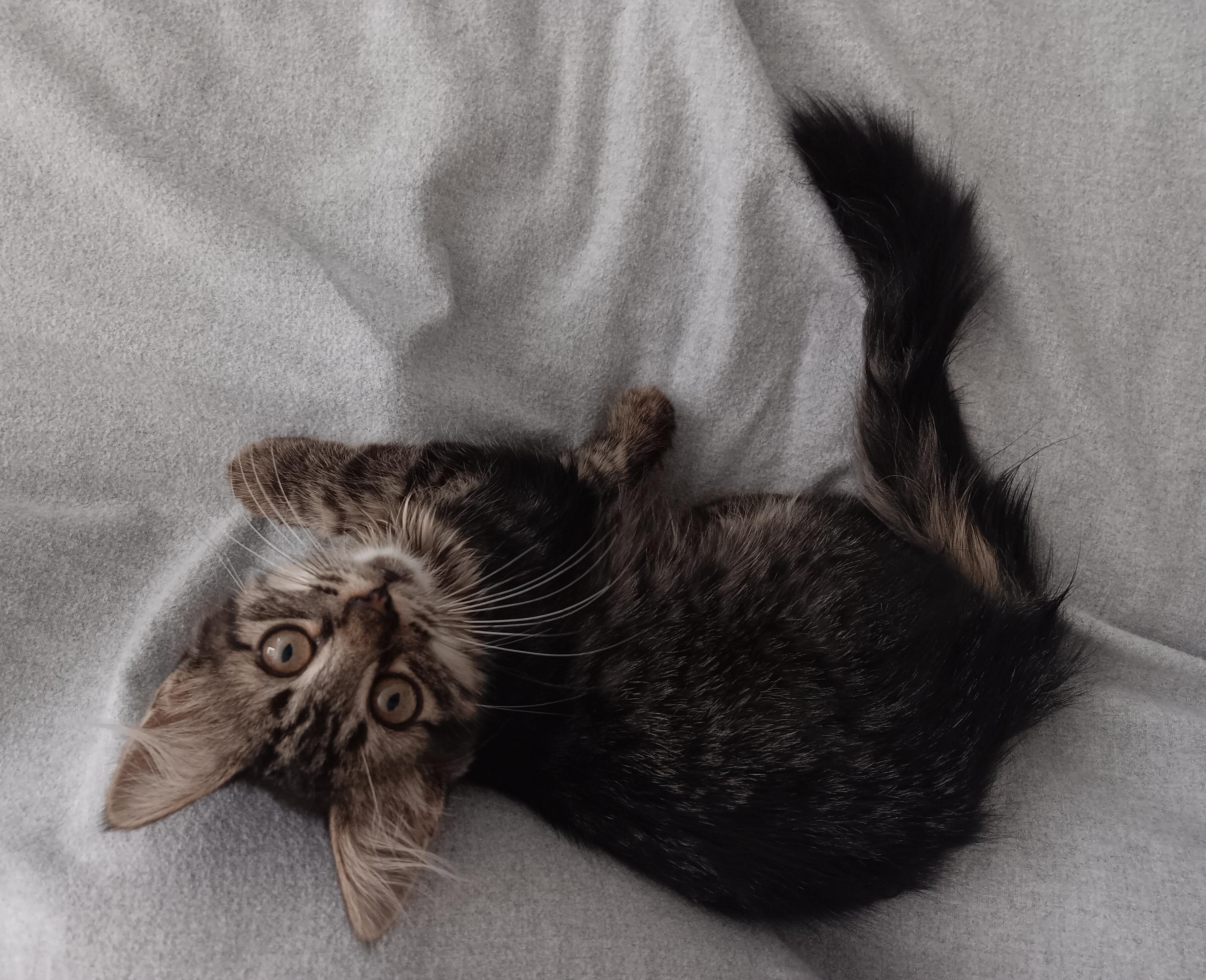 Everly, a Adoptable Tabby in Tracy, CA image 2/2