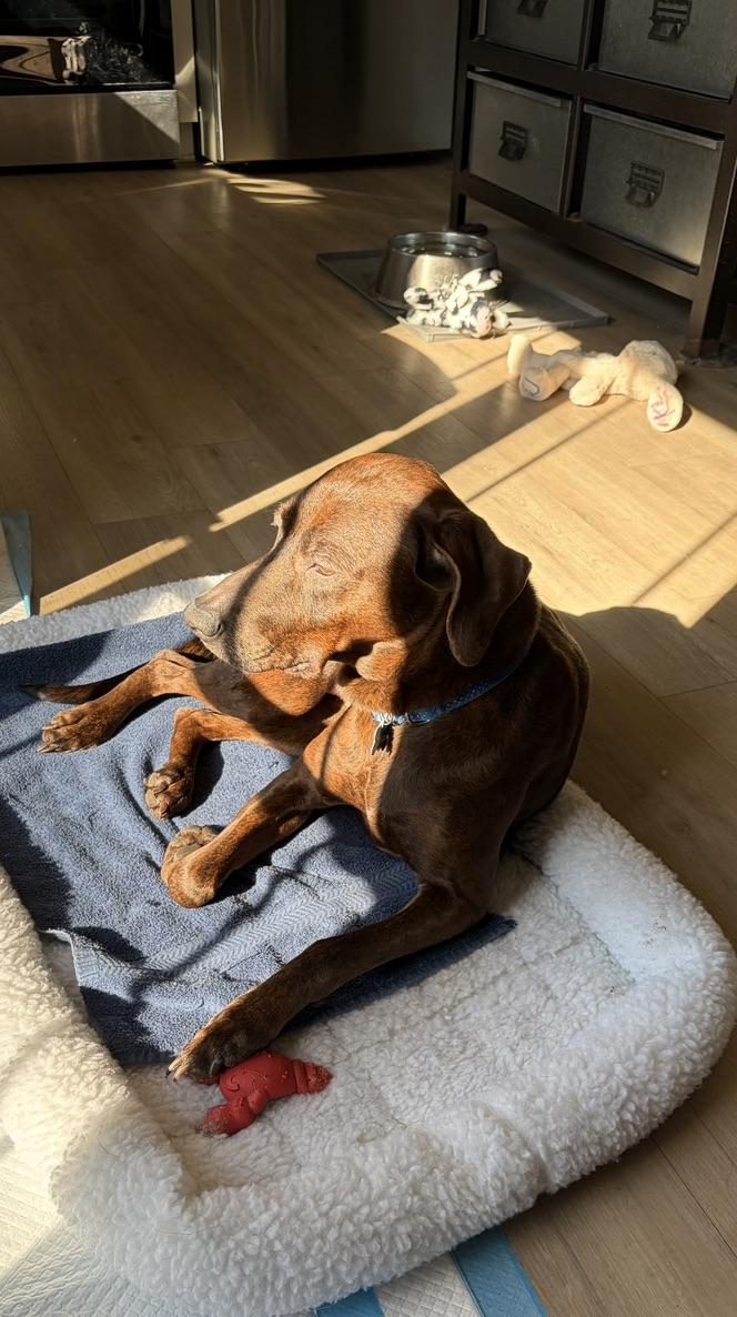 Enlarge Maggie (in foster), an adoptable mixed breed in Petersburg, VA image 3/6